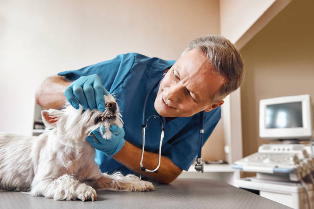 Best Mobile Emergency Dentist in Walnutport, PA